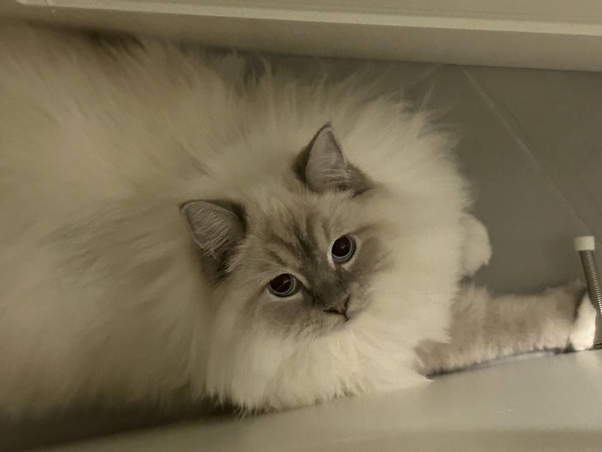 Cubi the cat