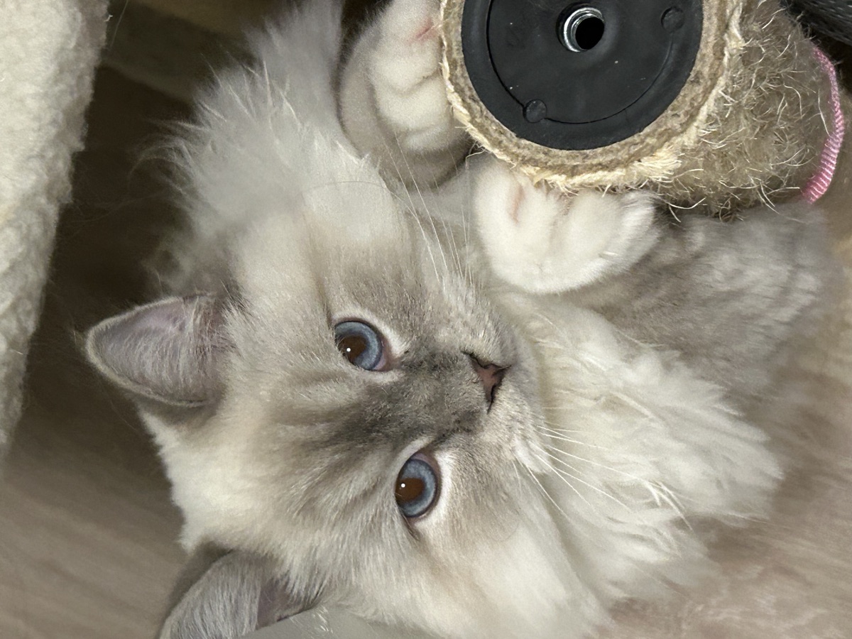 Cubi the cat